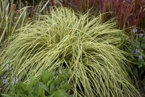 Grass Carex 'Evergold' 